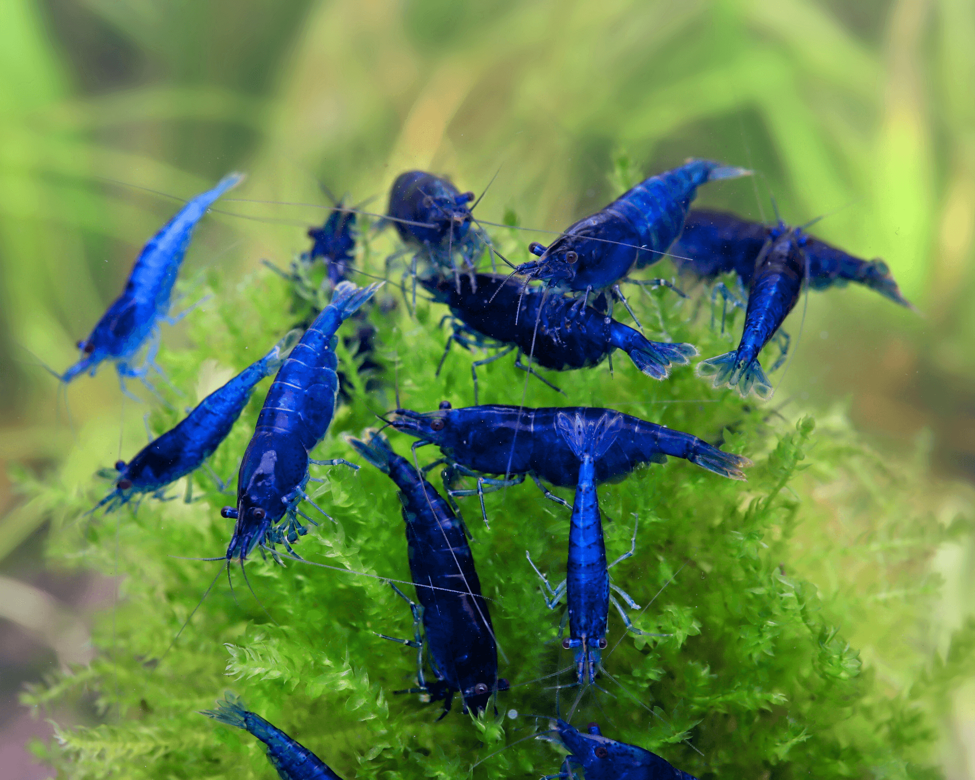 Blue Dream Shrimp (Neocaridina davidi) Care Guide